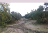 Terreno no urbanizable en venta en la España, Lucena, ref: TR194569 foto