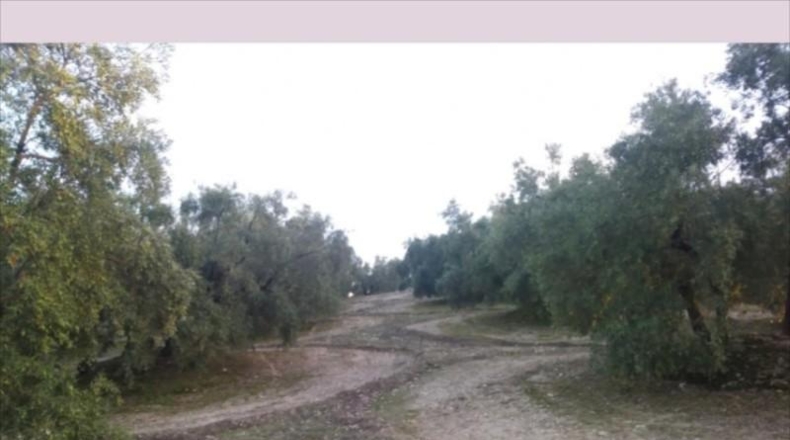 Córdoba - Lucena - 28000m2