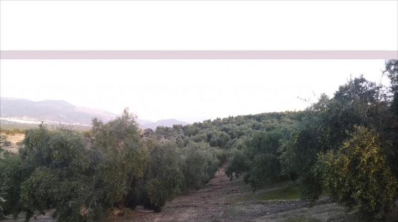 Córdoba - Lucena - 28000m2