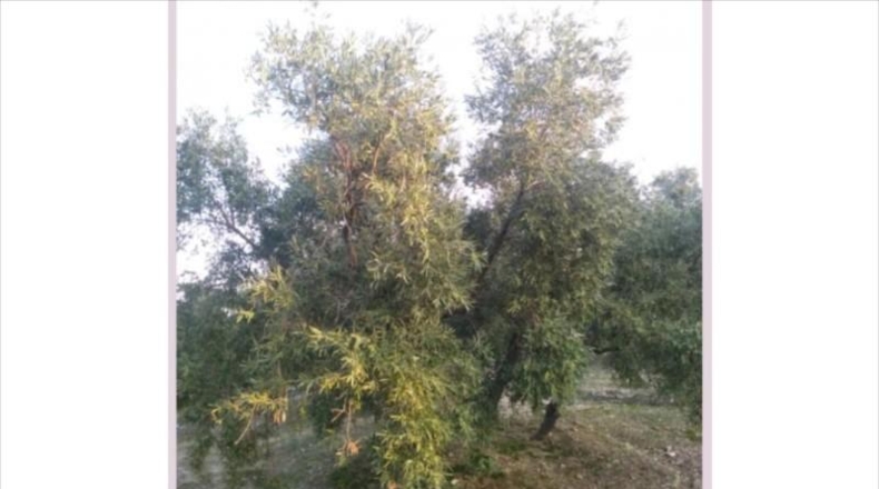 Córdoba - Lucena - 28000m2