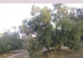 Terreno no urbanizable en venta en la España, Lucena, ref: TR194569 foto