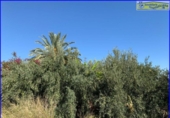 Chalet independiente con terreno en venta en la España, Abanilla, ref: TR279900 foto