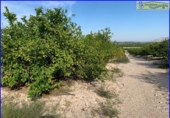 Chalet independiente con terreno en venta en la España, Abanilla, ref: TR279900 foto