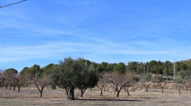 Alicante - Ibi - 15000m2