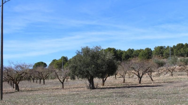 Alicante - Ibi - 15000m2