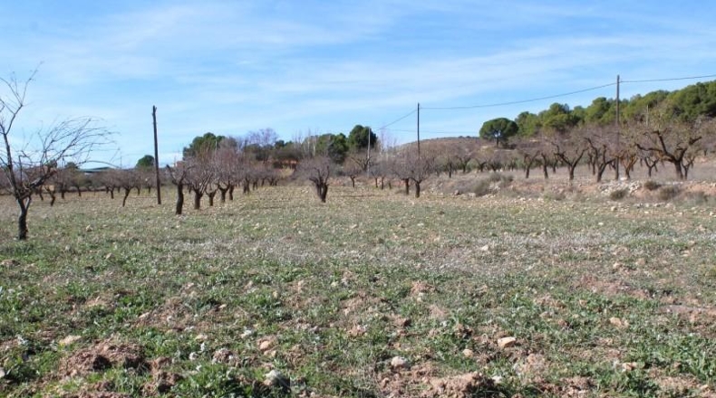 Alicante - Ibi - 15000m2