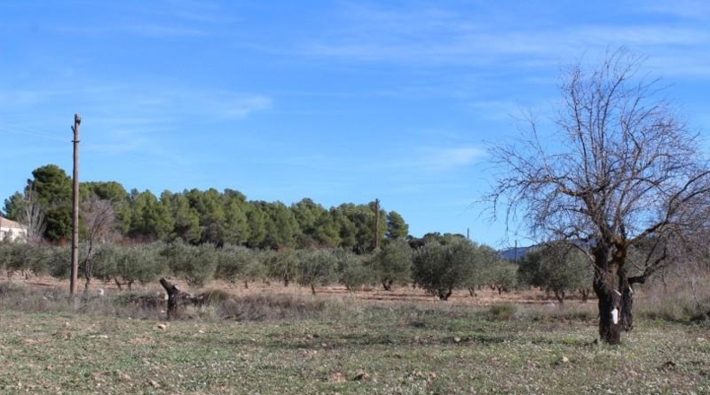 Alicante - Ibi - 15000m2
