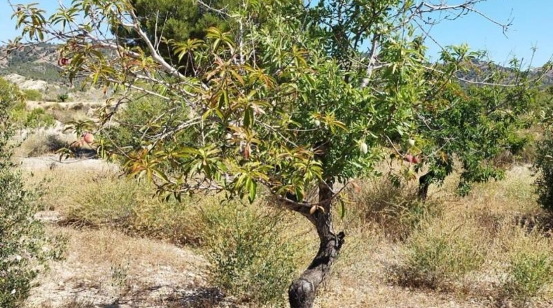 Murcia - Abanilla - 69012m2