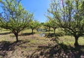 Casa de campo con terreno en venta en la España, Albaida, ref: TR408045 foto
