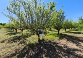 Casa de campo con terreno en venta en la España, Albaida, ref: TR408045 foto
