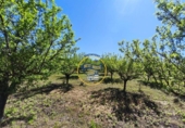 Casa de campo con terreno en venta en la España, Albaida, ref: TR408045 foto
