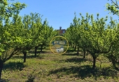 Casa de campo con terreno en venta en la España, Albaida, ref: TR408045 foto