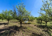 Casa de campo con terreno en venta en la España, Albaida, ref: TR408045 foto
