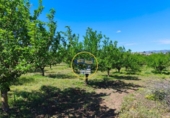 Casa de campo con terreno en venta en la España, Albaida, ref: TR408045 foto
