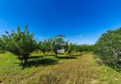 Casa de campo con terreno en venta en la España, Albaida, ref: TR408045 foto