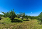Casa de campo con terreno en venta en la España, Albaida, ref: TR408045 foto