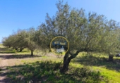 Casa de campo con terreno en venta en la España, Albaida, ref: TR408045 foto