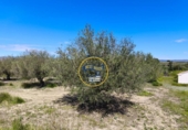 Casa de campo con terreno en venta en la España, Albaida, ref: TR408045 foto
