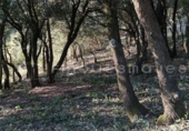 Land suitable for development for sale on España, Vacarisses, ref: TR131038 photo