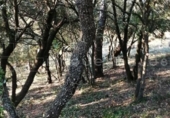 Land suitable for development for sale on España, Vacarisses, ref: TR131038 photo