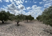 Chalet independiente con terreno en venta en la España, Novelda, ref: TR411172 foto