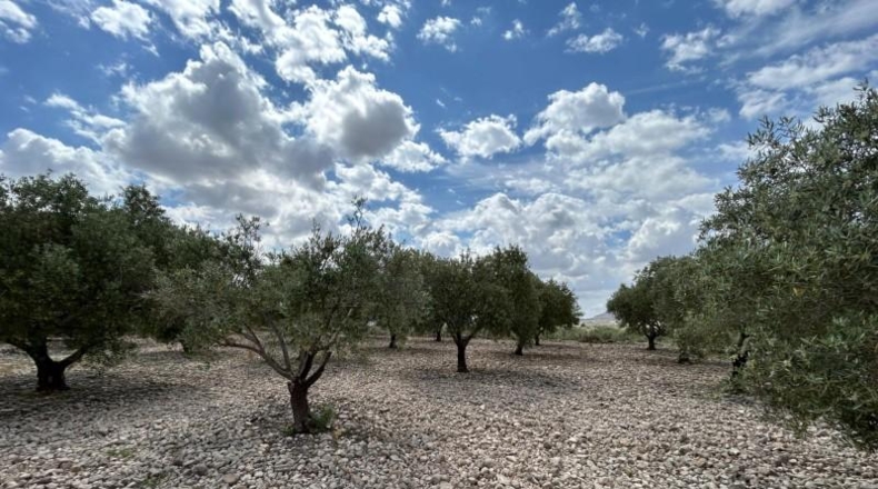 Alicante - Novelda - 15000m2