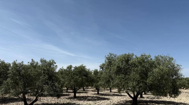 Alicante - Novelda - 15000m2