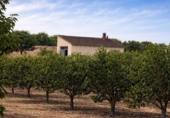 Casa de campo con terreno en venta en la España, Benigànim, ref: TR409543 foto