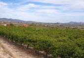 Casa de campo con terreno en venta en la España, Benigànim, ref: TR409543 foto