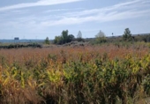 Terreno no urbanizable en venta en la España, Galisteo, ref: TR124273 foto