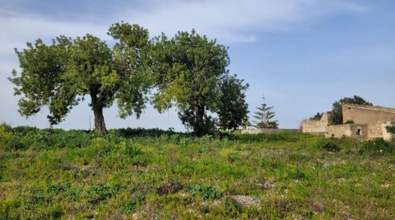 Balearic Islands - Manacor - 60m2