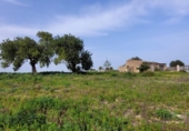 Terreny no urbanitzable en venda a la España, Manacor, ref.: TR242886 foto