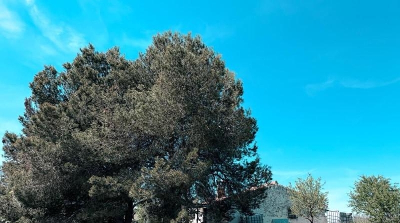 Albacete - Almansa - 67131m2