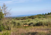 Detached villa with land for sale on España, Sant Jordi, ref: TR301113 photo