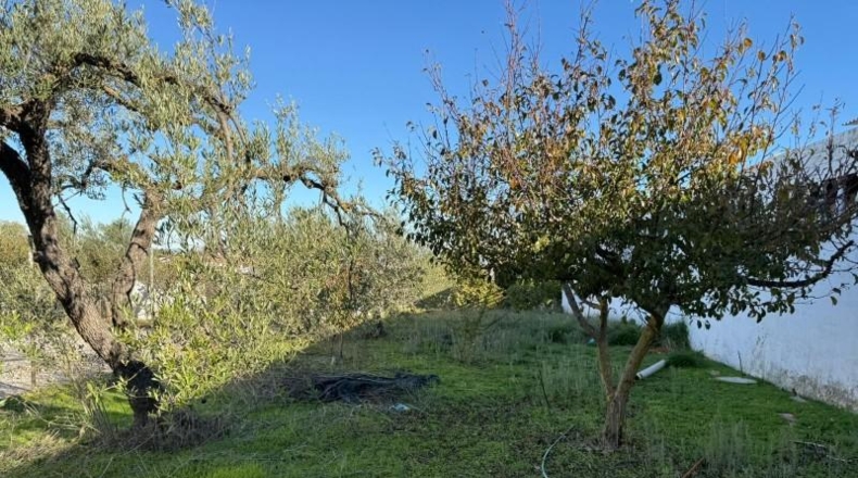 Sevilla - Salteras - 1229m2