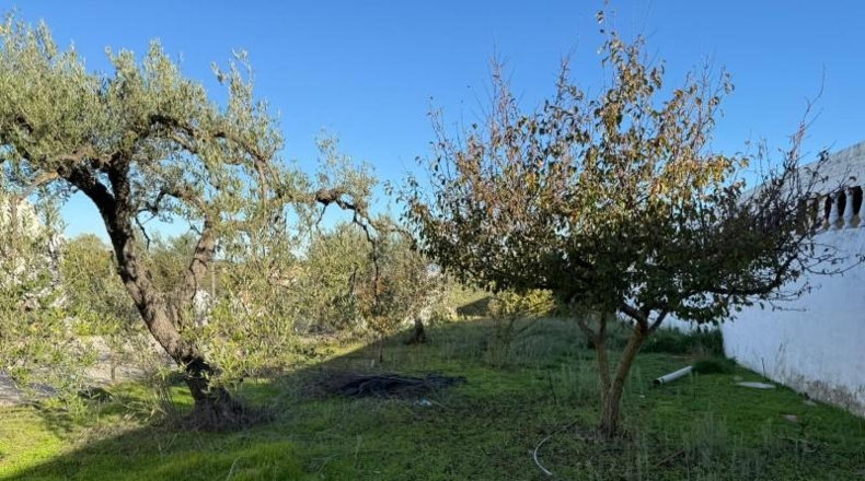 Sevilla - Salteras - 1229m2