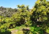 House with land for sale on España, Frigiliana, ref: TR288142 photo
