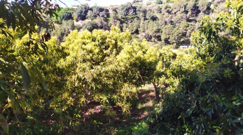 Málaga - Frigiliana - 2200m2