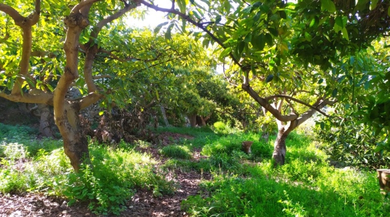 Málaga - Frigiliana - 2200m2