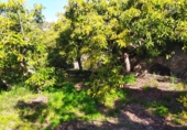 House with land for sale on España, Frigiliana, ref: TR288142 photo