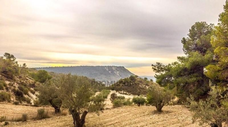 Múrcia - Ricote - 75000m2