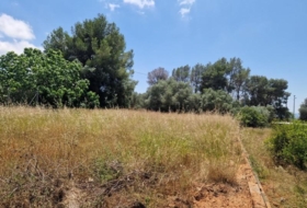 Alzira 1005&nbsp;m²