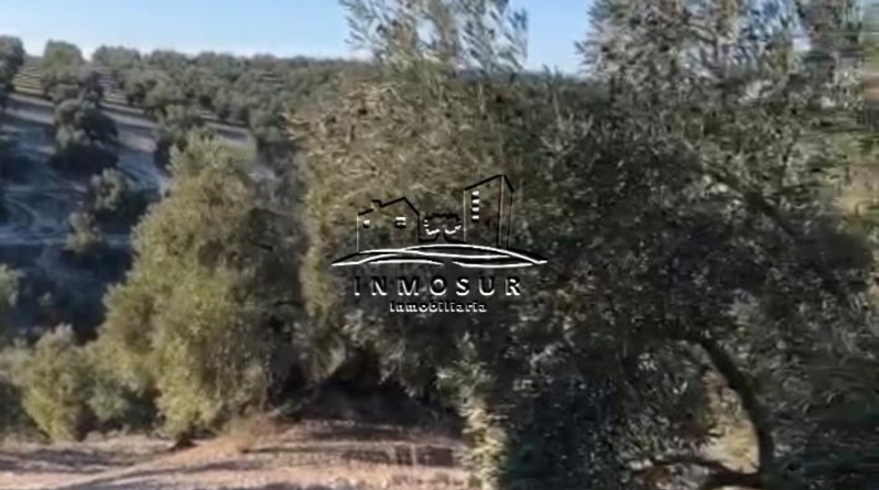 Córdoba - Lucena - 57000m2