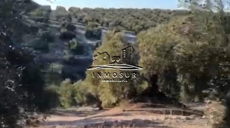 Córdoba - Lucena - 57000m2
