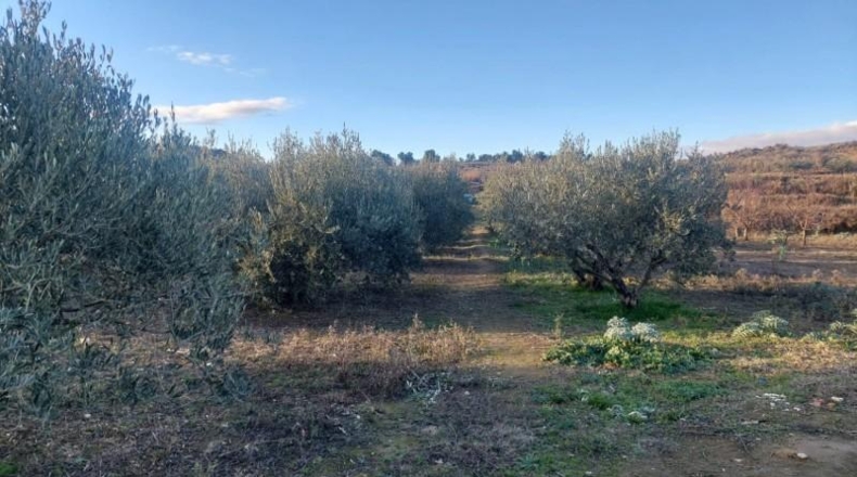 Navarre - Cintruénigo - 4000m2