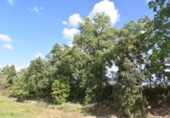 Chalet independiente con terreno en venta en la España, Cretas, ref: TR147713 foto