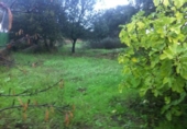 Land suitable for development for sale on España, Malpartida de Cáceres, ref: TR115696 photo