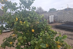 Chiclana de la Frontera 320&nbsp;m² 