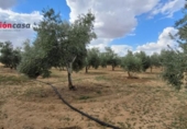 Chalet independiente con terreno en venta en la España, Alcaracejos, ref: TR301684 foto