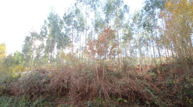 Cantabria - Ruente - 38220m2